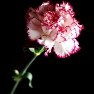 Carnations
