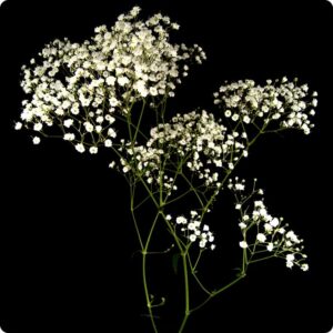 Gypsophila - Baby's Breath