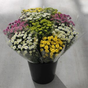 Button Chrysanthemums (Calimero)