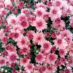 Chrysanthemum