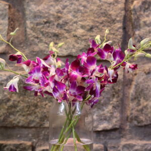 Dendrobium Orchids