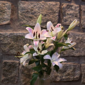 Oriental Lily
